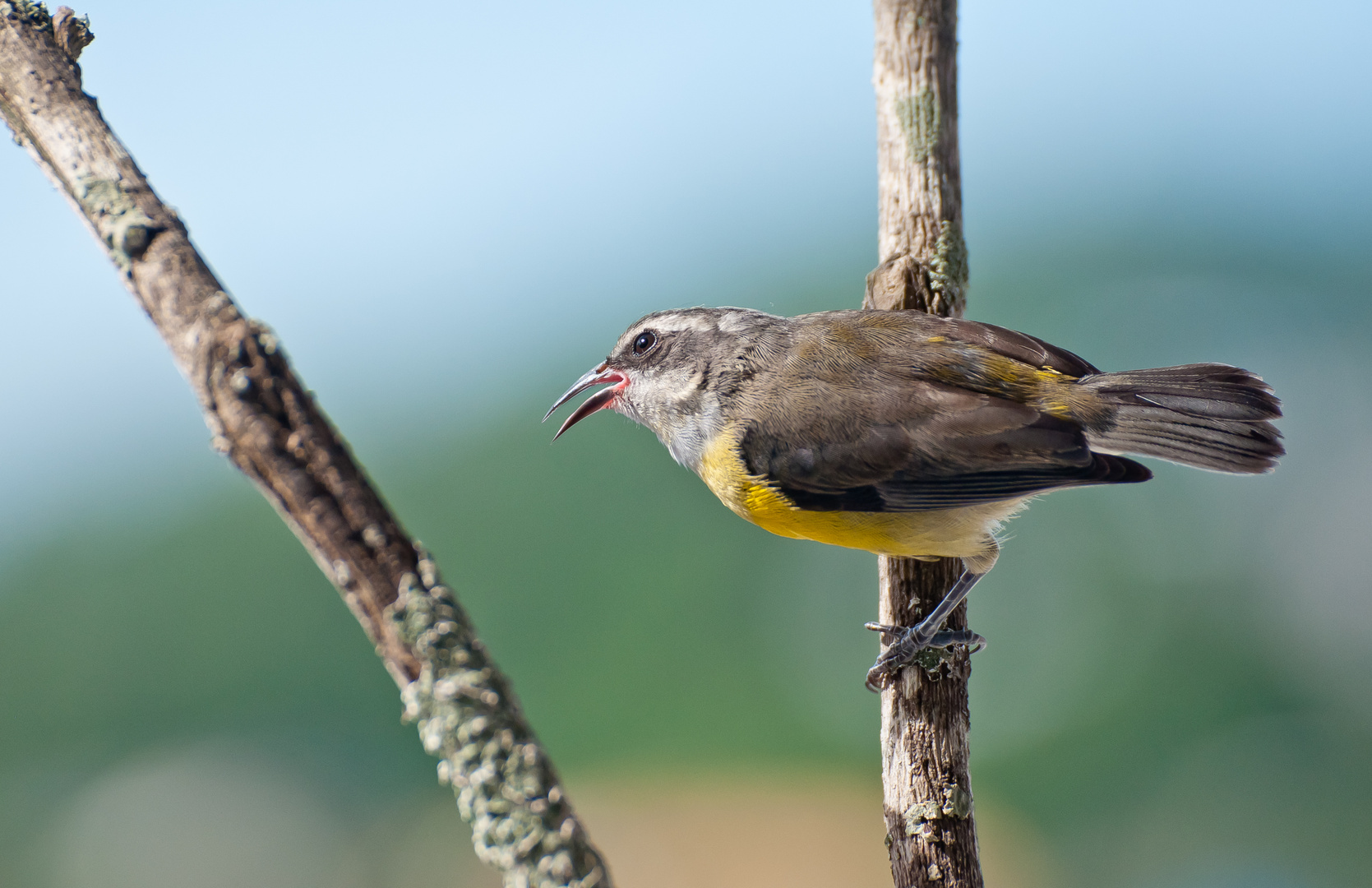 Bananaquit, (engl.)