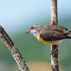 Bananaquit, (engl.)