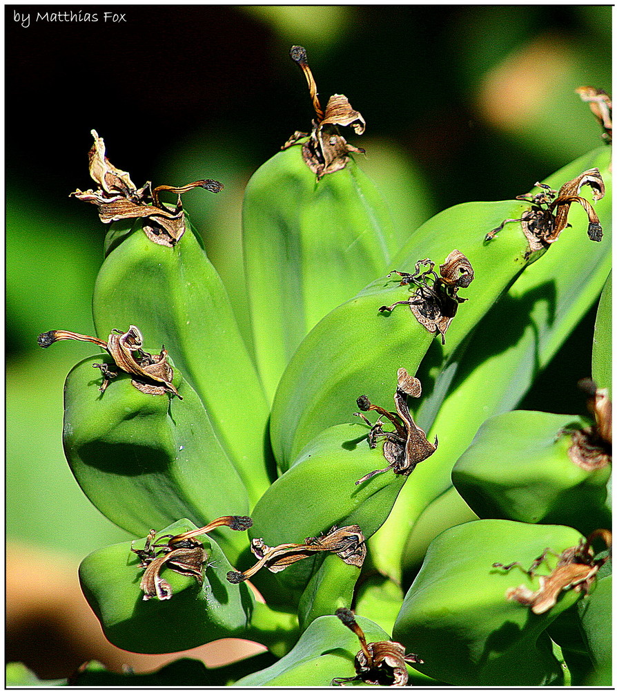 . bananas by Matthias Fox .