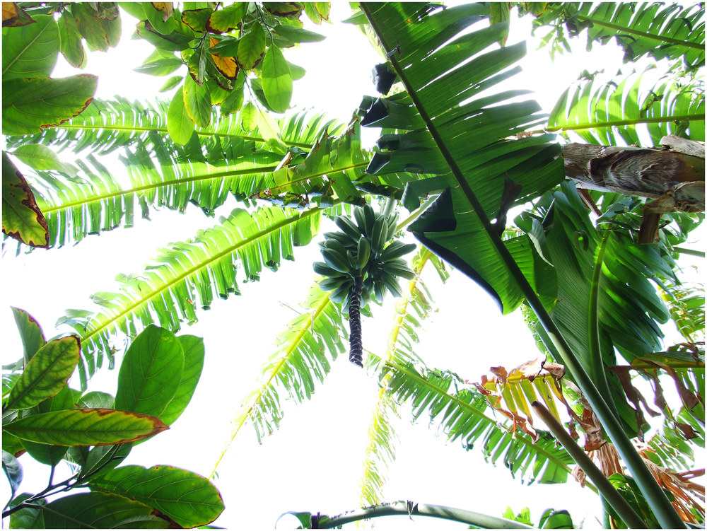 Bananas de la Gomera