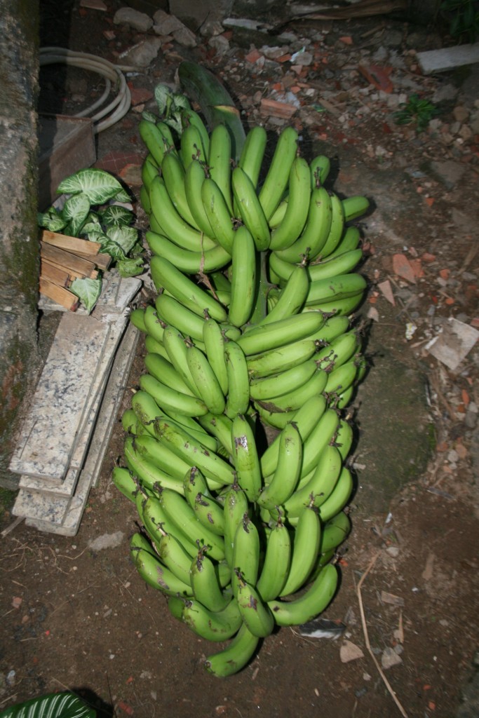 BANANAS. NÓS, BRASILEIROS, AMAMOS BANANAS