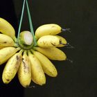 Banane