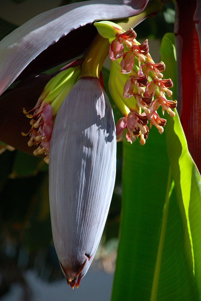 Banane - die Blüte