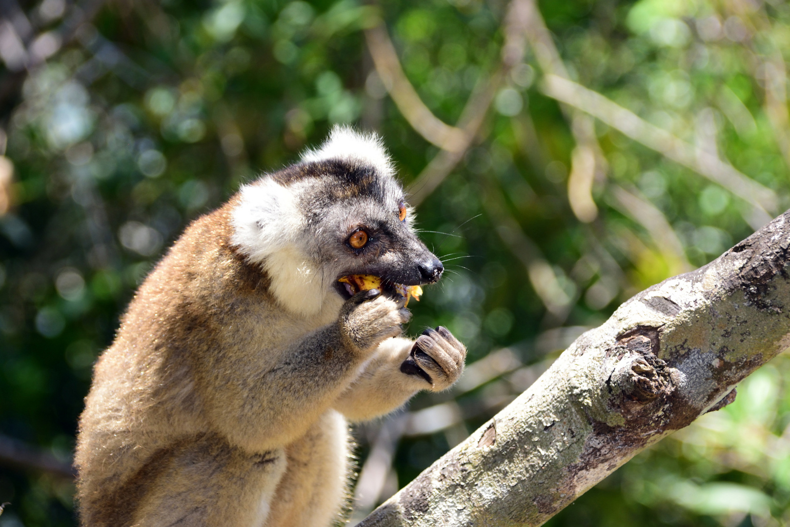 Banane....... hmmmm , lecker...