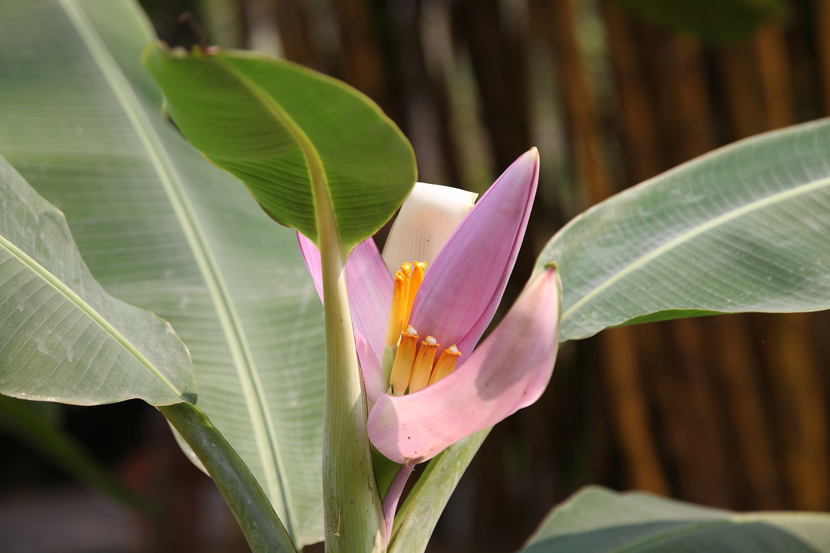 Banane in der Blüte für Mittwoch, 21.März