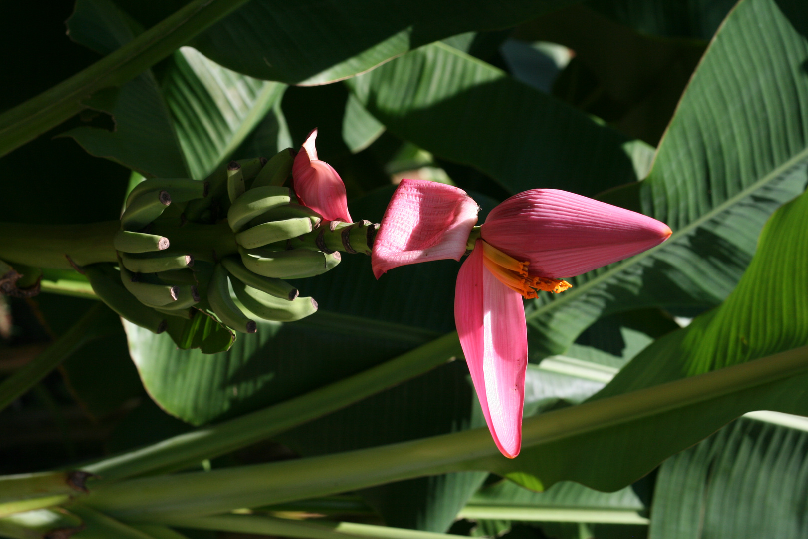 Banane mit Blüte