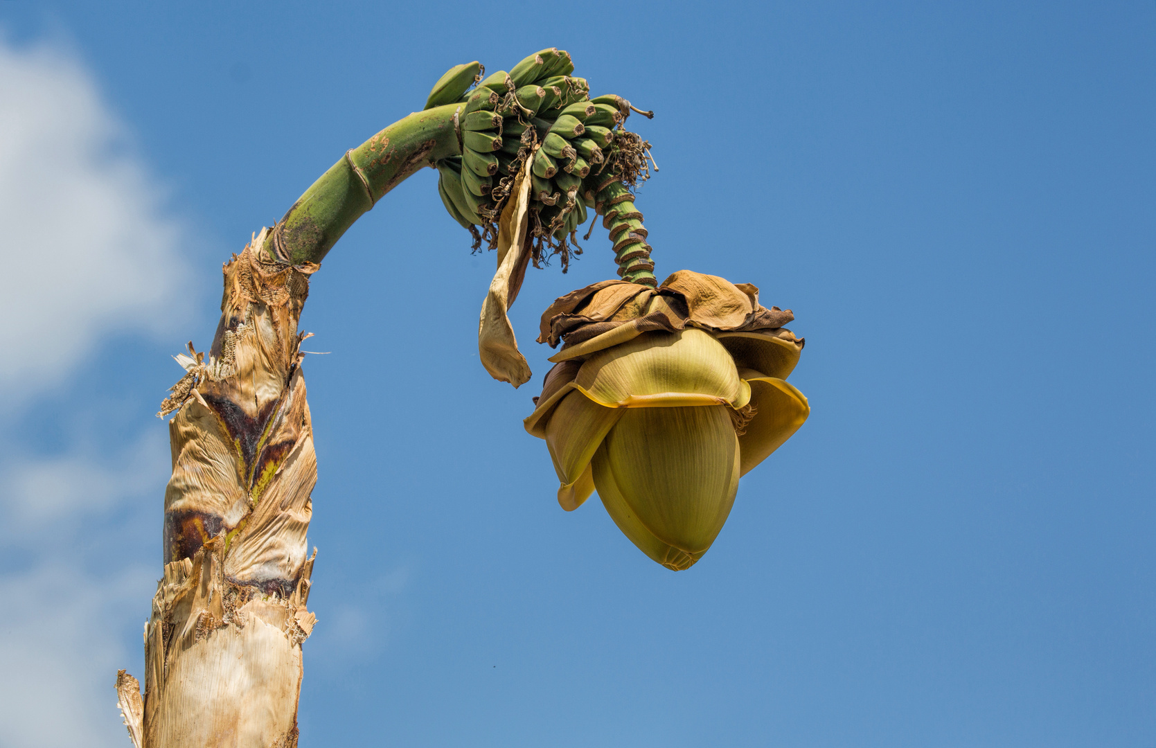 Banane - Musa ensete -