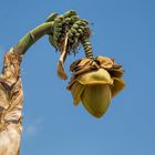 Banane - Musa ensete -