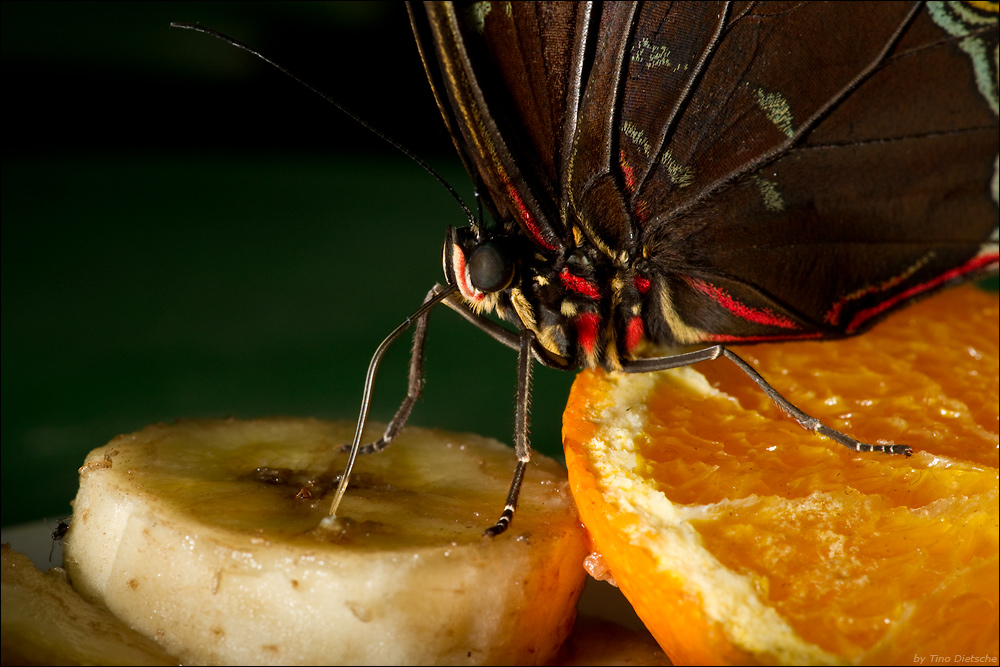 Banane oder Orange?