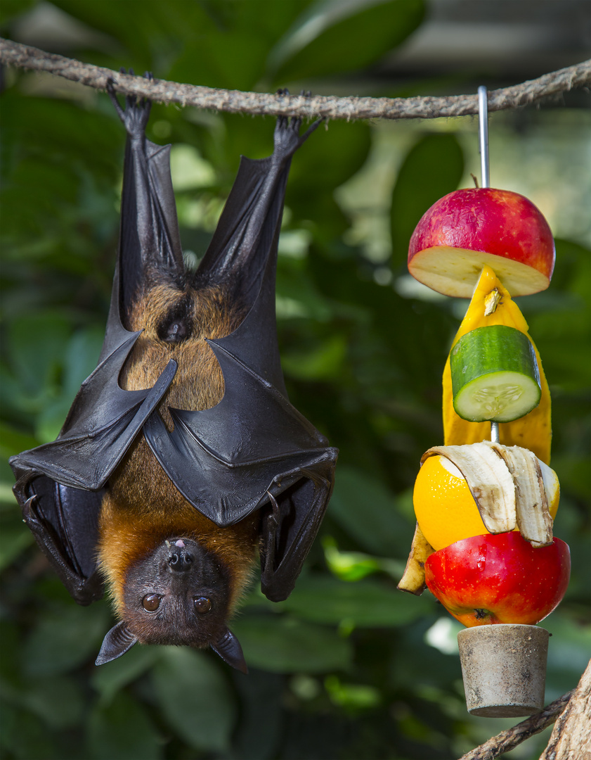 Banane schmeckte am besten