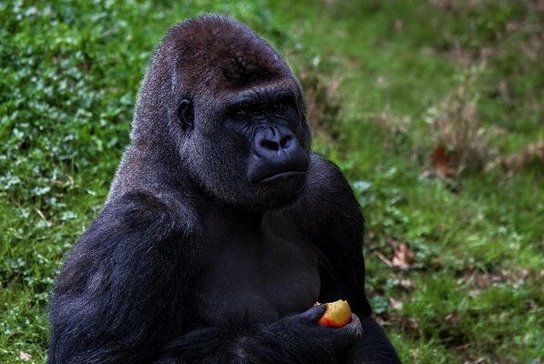 Banane wäre mir lieber 001