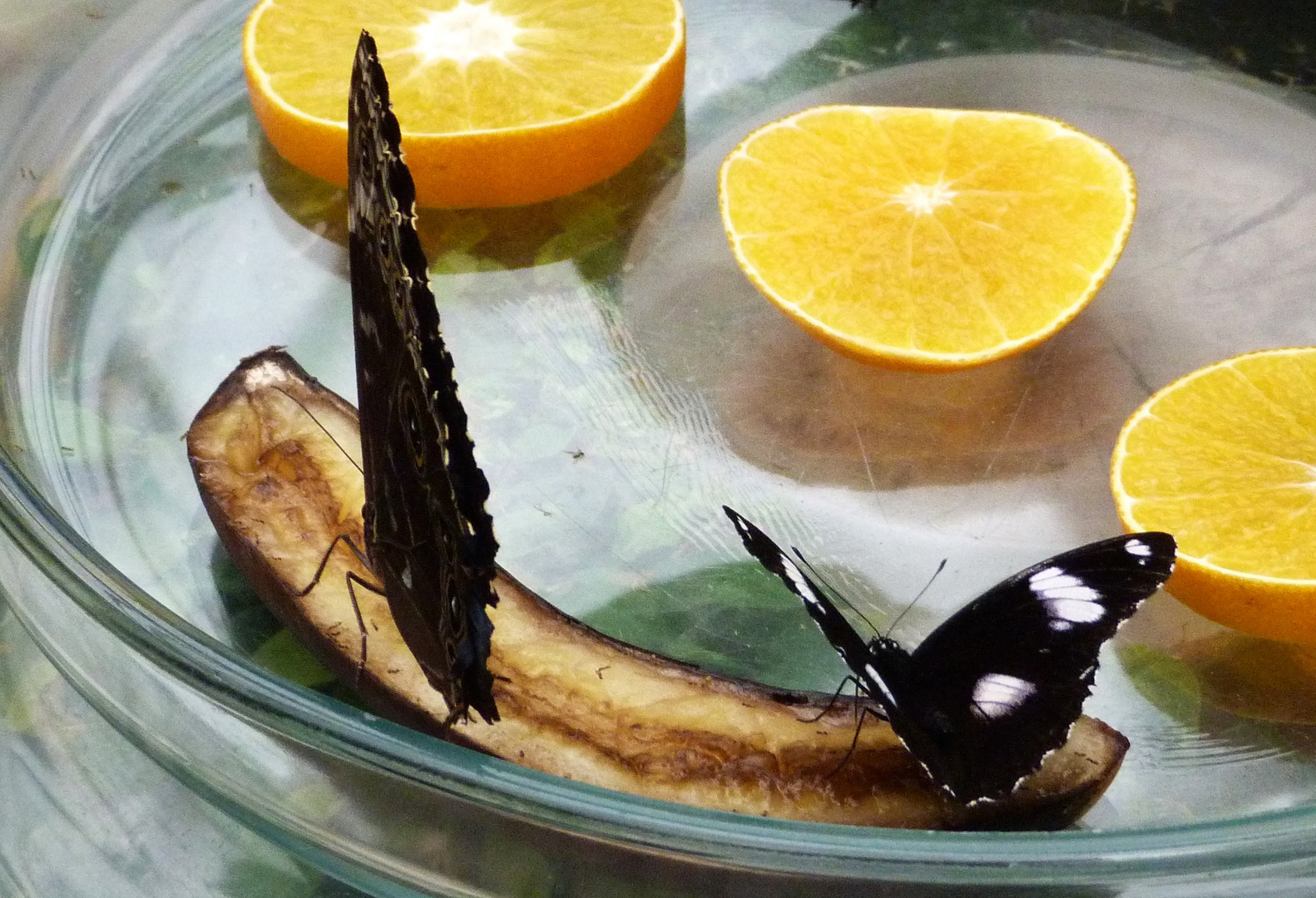 Banane zum Frühstück Foto &amp; Bild | tiere, zoo, wildpark &amp; falknerei ...