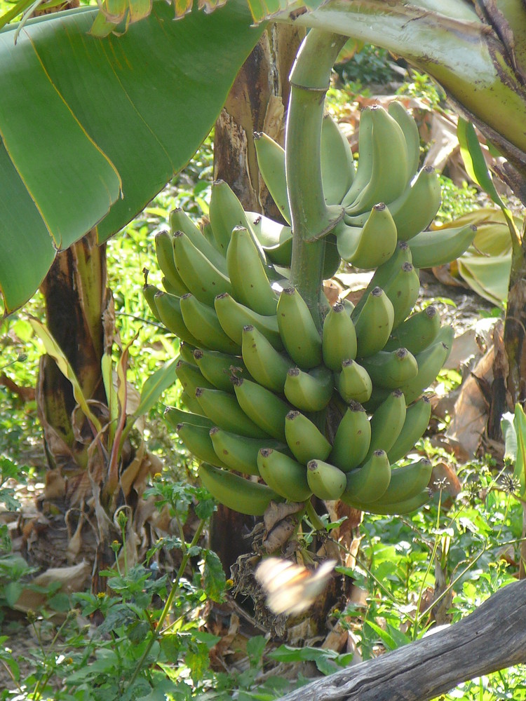 Bananebaum