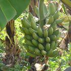 Bananebaum