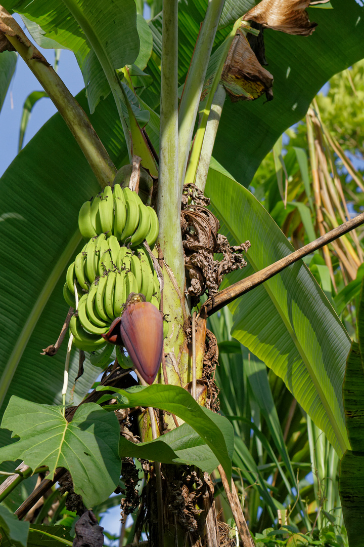 Bananen Foto &amp; Bild | north america, central america, pflanzen, pilze ...