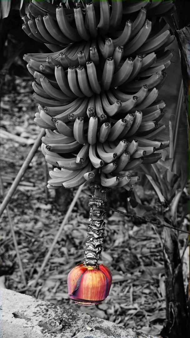Bananen am Strauch