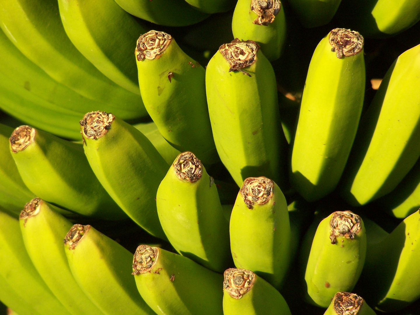 Bananen auf La Palma 