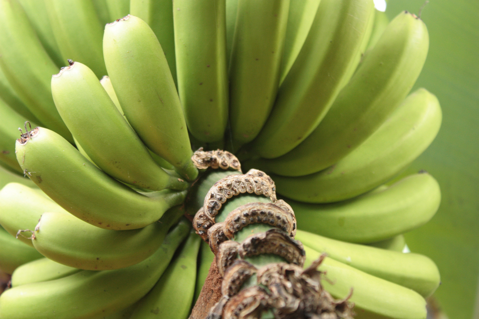 Bananen auf Madeira