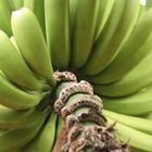 Bananen auf Madeira
