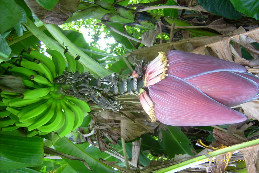 Bananen aus Brasilien