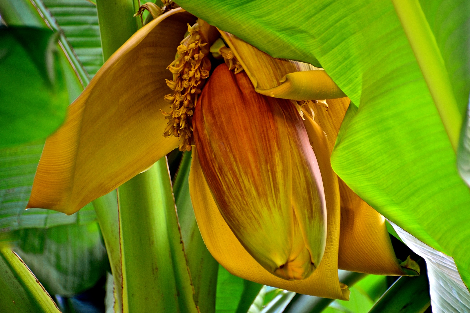 Bananen Blüte