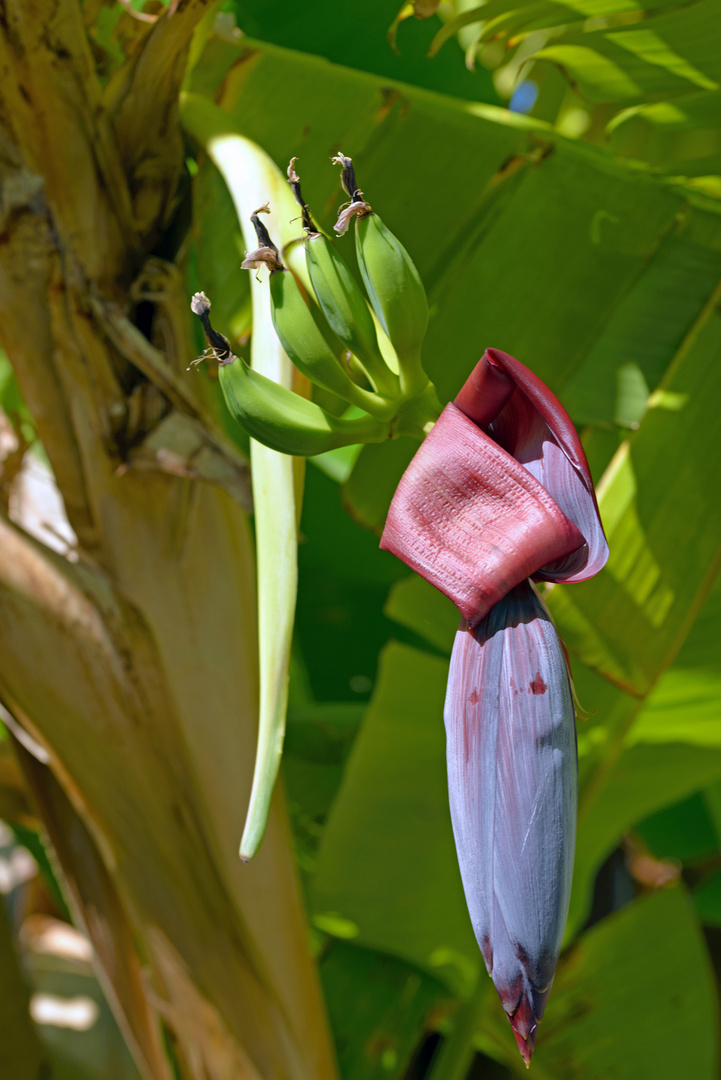 Bananen Blüte.