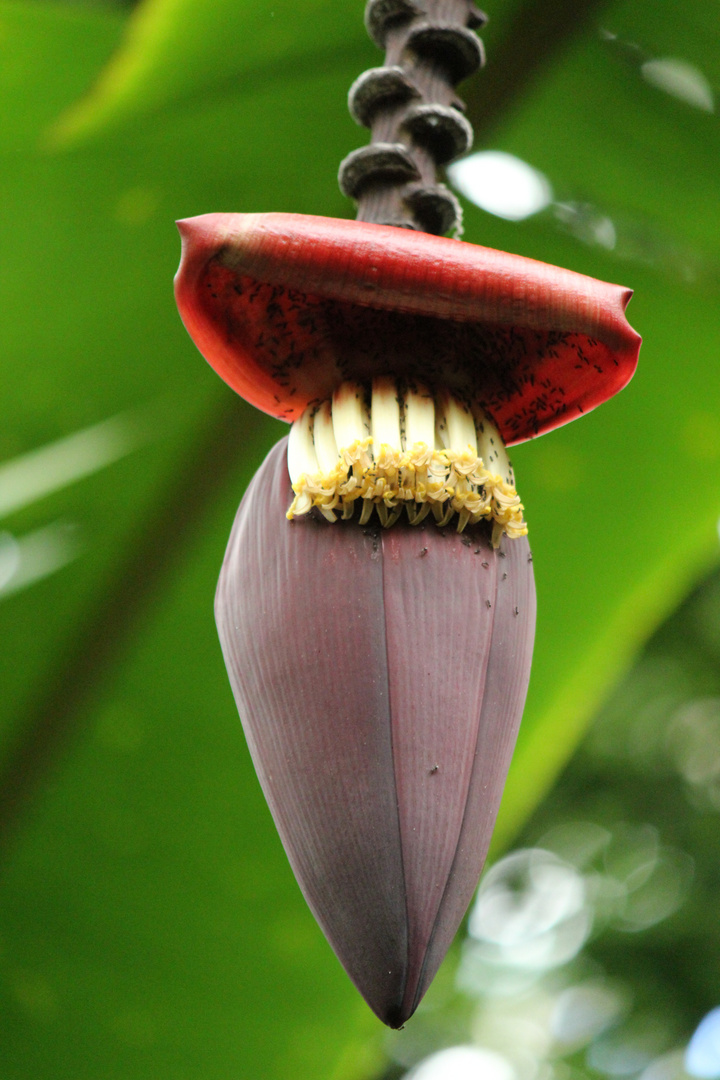 Bananen-Blüte