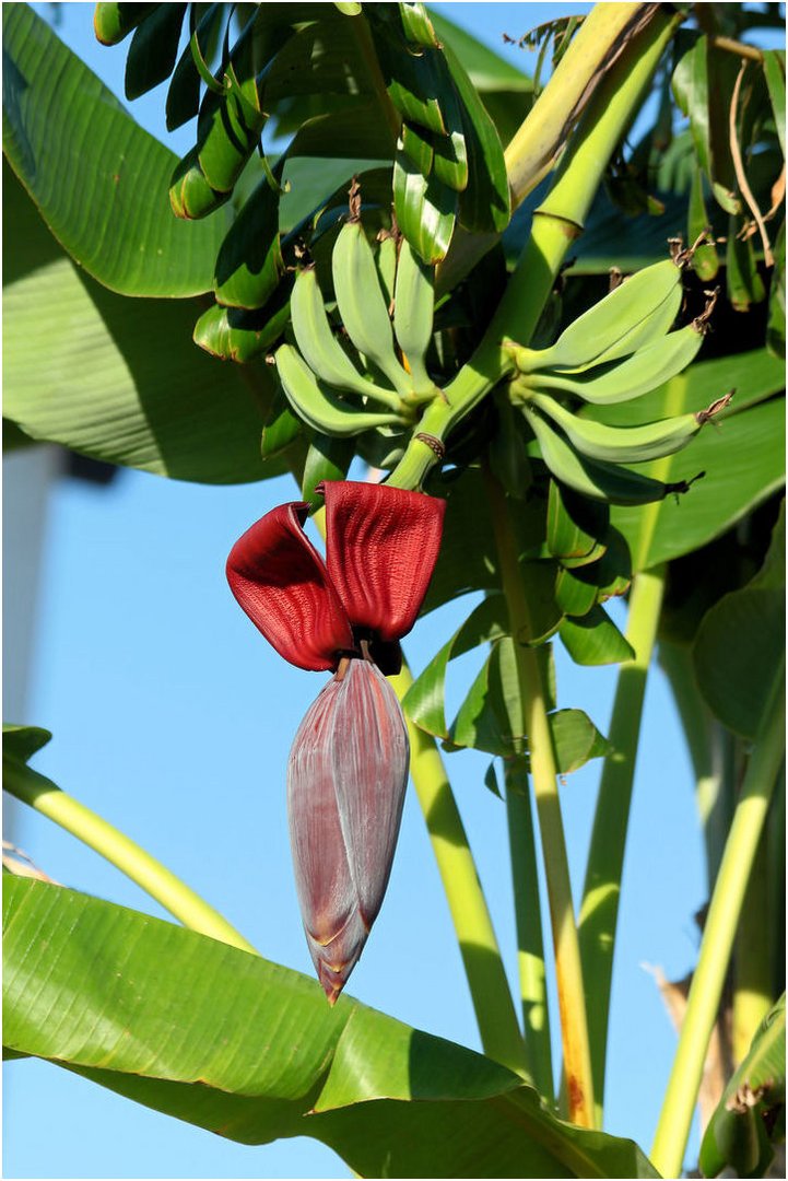 Bananen-Blüte