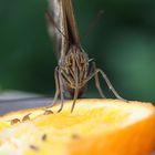 Bananen-Falter beim naschen