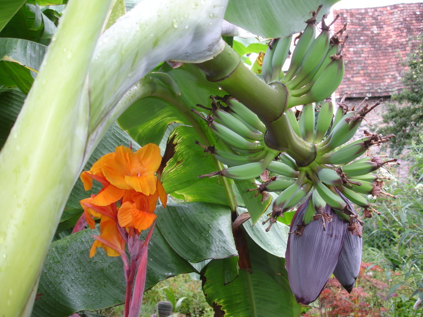 Bananen Im Garten Foto Bild Pflanzen Pilze Flechten