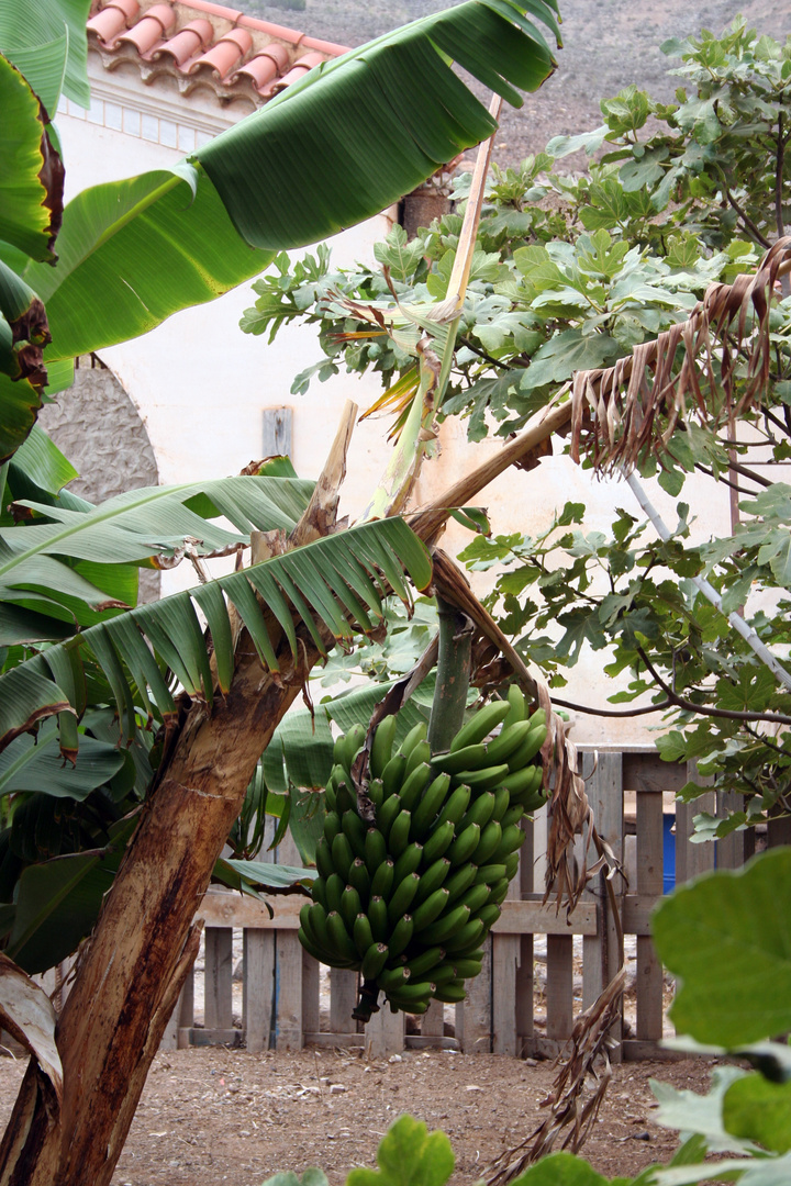 Bananen im Klostergarten