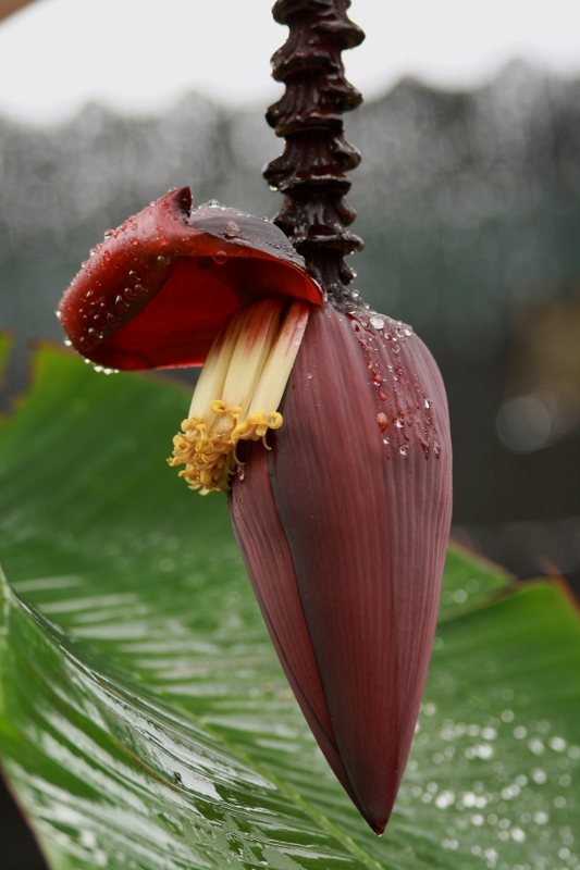 Bananen im Regen