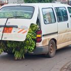 Bananen im Überfluss