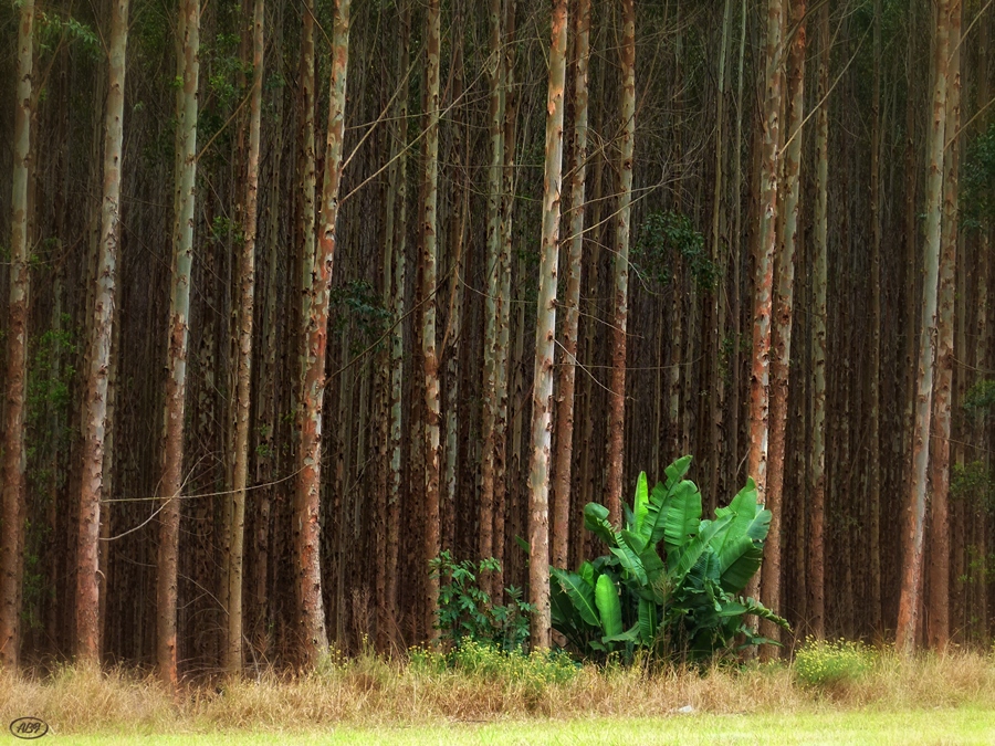 Bananen im Wald...