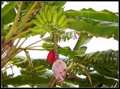 Bananen in Alanya 2