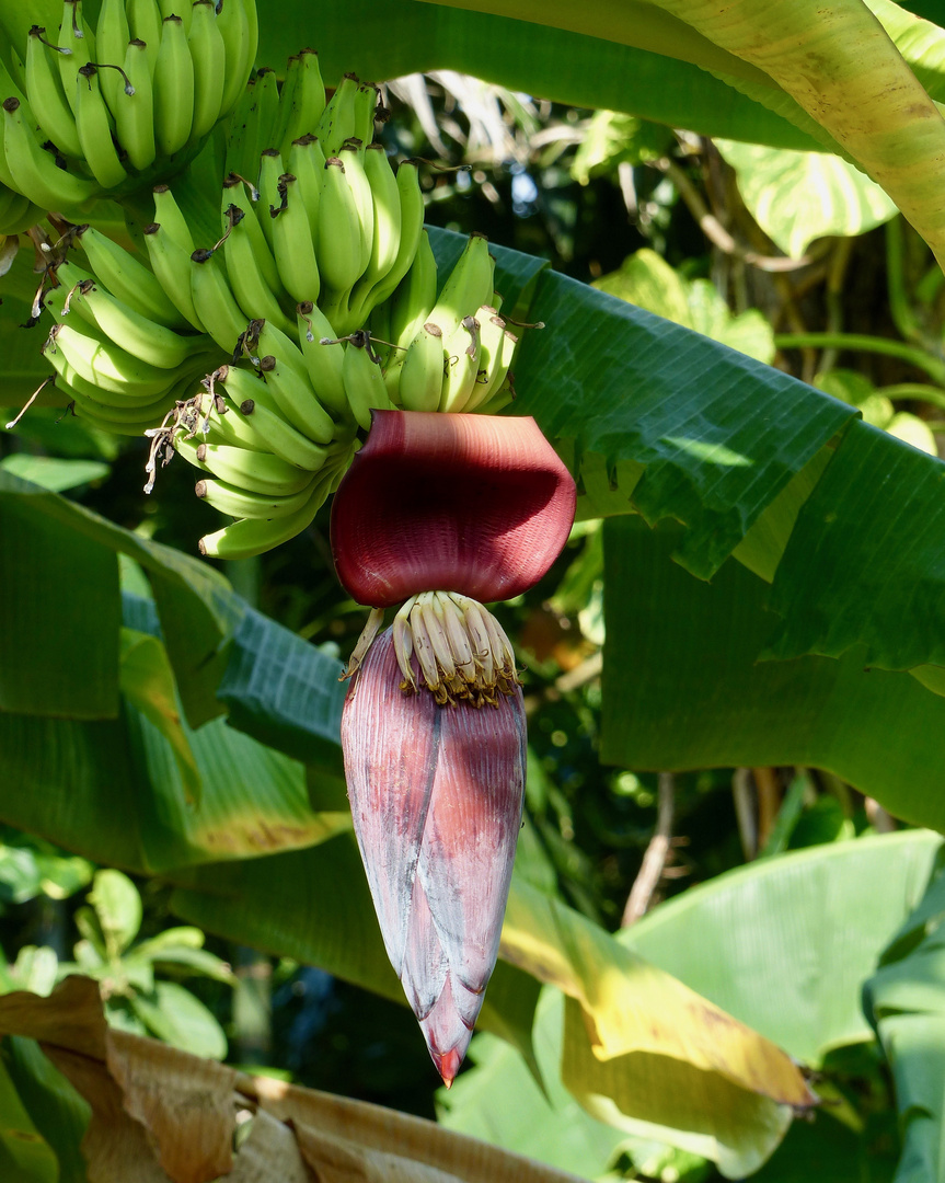 Bananen mit Blüte