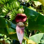 Bananen mit Blüte