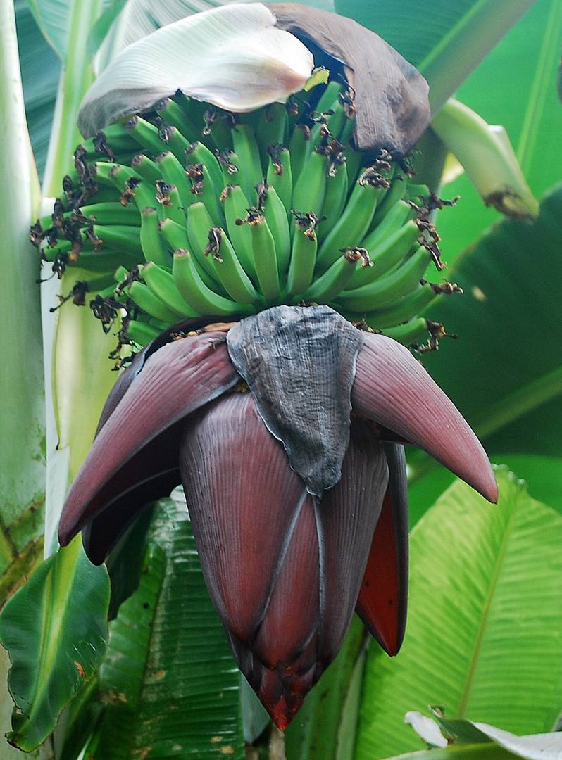 Bananen mit Blüte