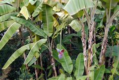 Bananen mit Blüte