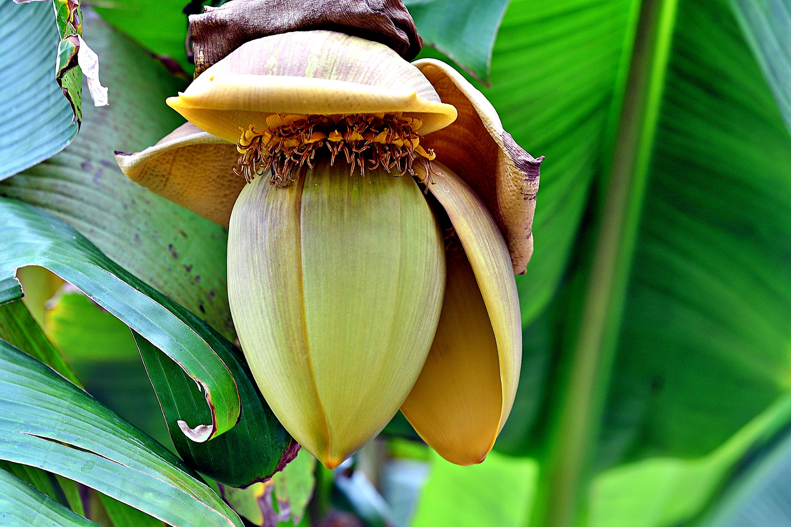 Bananen- / Paradiesfeigenblüte (Detail)