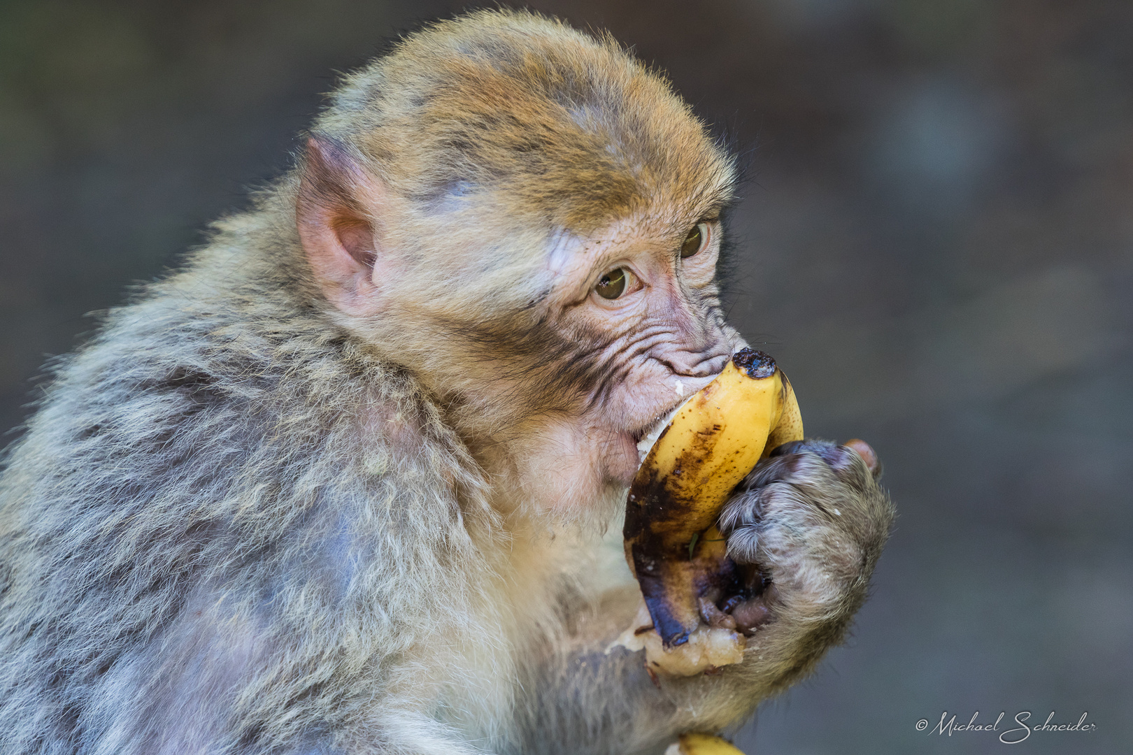 Bananen pause