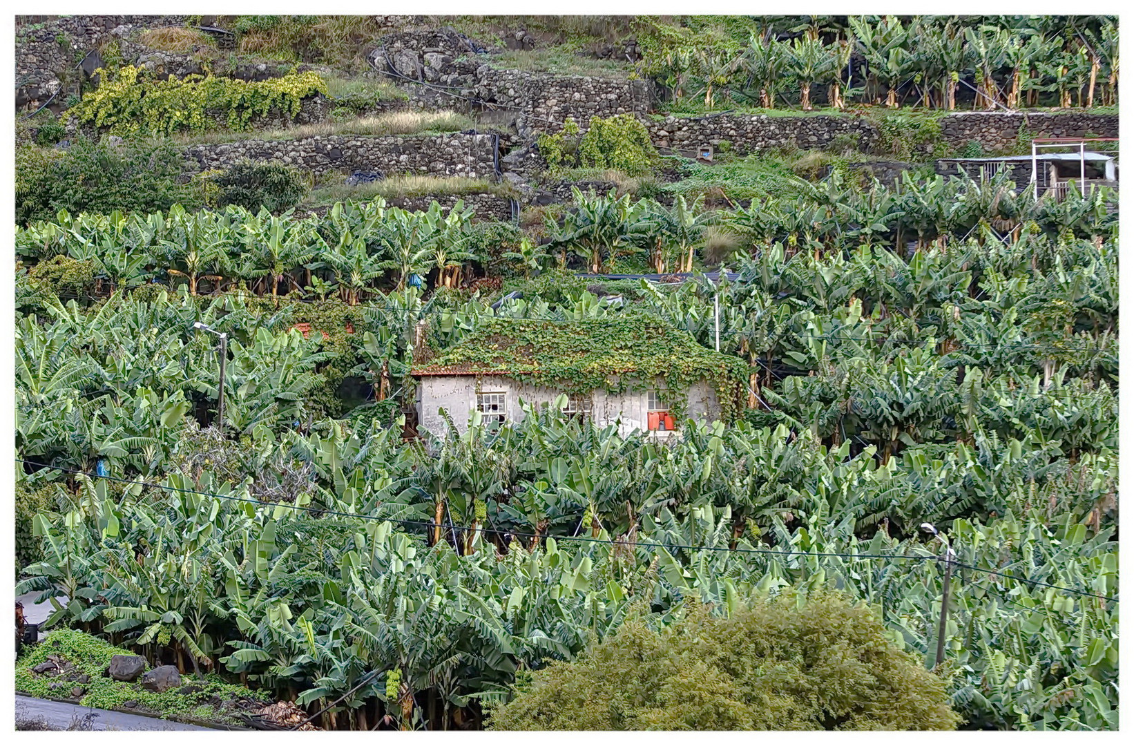 Bananen-Plantage bei Ribeira Brava