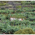 Bananen-Plantage bei Ribeira Brava