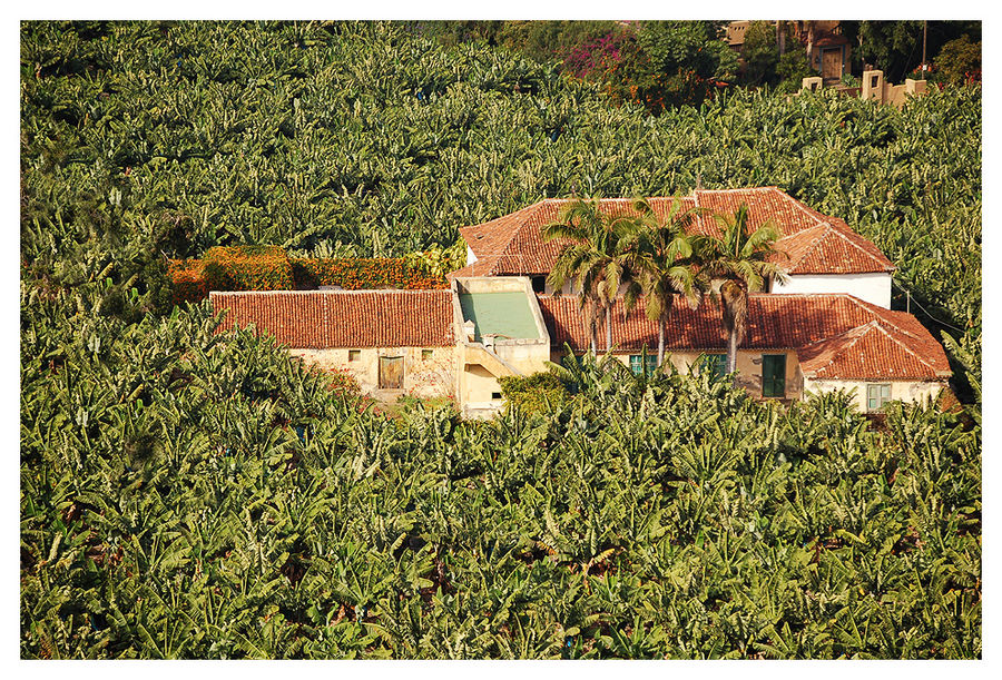 Bananen plantage...