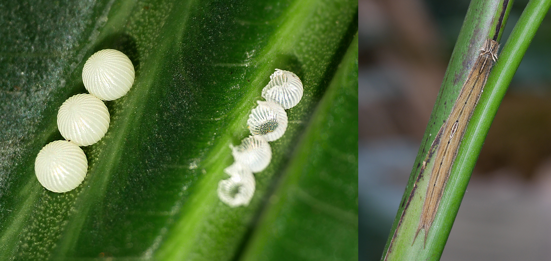 Bananen Schmetterling