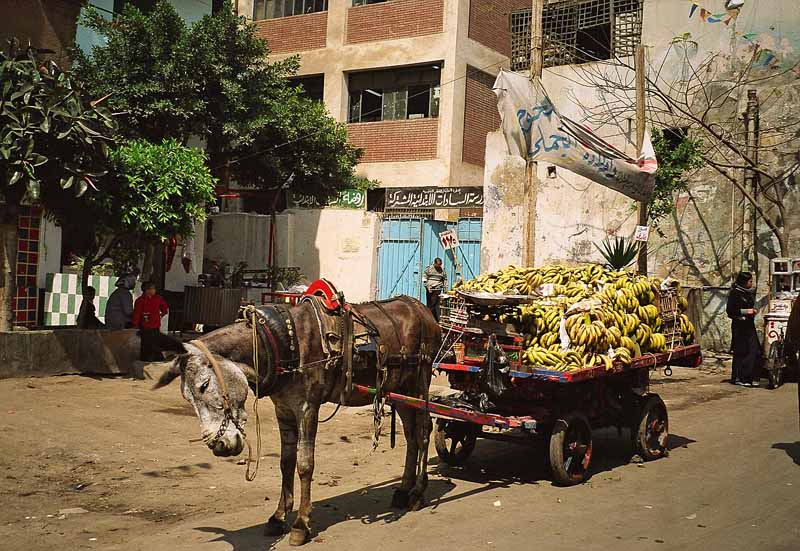 bananen-schnelltransport mit fahrtwind-kühlung