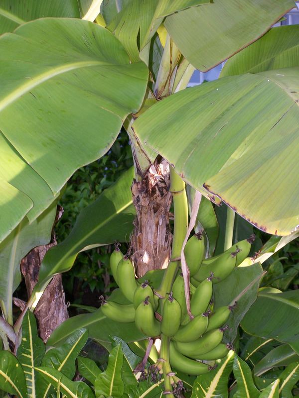 Bananen-Staude