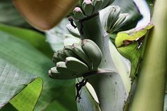 Bananen von der Badischen Sonne verwöhnt (Ihringen am Kaiserstuhl)