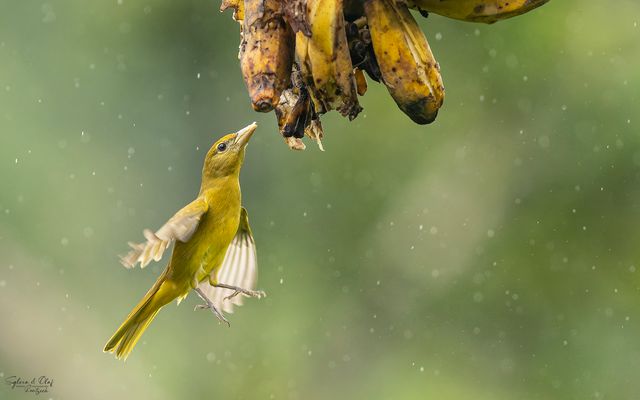 °°_Bananen zum Frühstück_°°