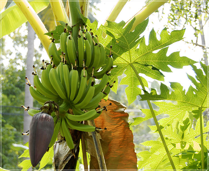 Bananenbaum Foto Bild Pflanzen Pilze Flechten Fruchte Und Beeren Natur Bilder Auf Fotocommunity